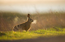 European brown hare (Lepus europaeus) adult male, his breath backlit, takes a break from pursuing a female, Elmley Marshes, Kent, UK, February