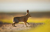 European brown hare (Lepus europaeus) adult male, running, pursuing a female, Elmley Marshes, Kent, UK, February