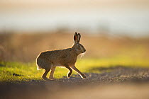 European brown hare (Lepus europaeus) adult male, running, pursuing a female, Elmley Marshes, Kent, UK, February