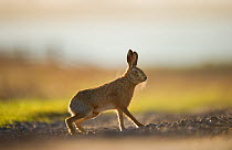 European brown hare (Lepus europaeus) adult male, takes a break from pursuing a female, Elmley Marshes, Kent, UK, February