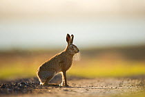 European brown hare (Lepus europaeus) adult male, takes a break from pursuing a female, Elmley Marshes, Kent, UK, February