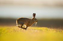 European brown hare (Lepus europaeus) adult male running, pursuing a female, Elmley Marshes, Kent, UK, February