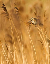 Reed bunting (Emberiza schoeniclus) adult female perched in reed-bed, Elmley Marshes RSPB reserve, Kent, UK, February