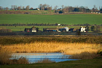 View over marshland and reedbeds towards nearby farms, Elmley Marshes RSPB Reserve, Kent, UK, February 2012