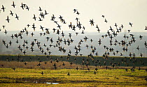 Flock of European wigeon (Anas penelope) in flight over Elmley Marshes RSPB reserve, Kent, UK, February