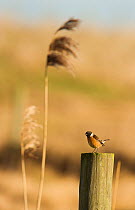 Stonechat Saxicola torquata An adult male perched on a fence post Elmley Marshes, Kent, UK