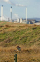 Kestrel (Falco tinnunculus) adult in flight over marshes in front of an urban landscape, Elmley Marshes RSPB Reserve, Kent, UK, February