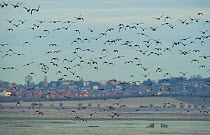 European wigeon (Anas penelope) flock in flight over marshes with urban landscape in background, Elmley Marshes RSPB Reserve, Kent, UK, February