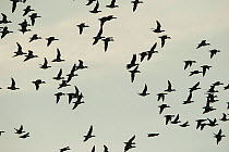 European wigeon (Anas penelope) silhouette of flock in flight over marshes, Elmley Marshes RSPB Reserve, Kent, UK, February