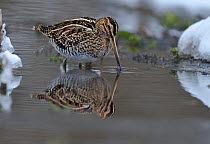 Common snipe (Gallinago gallinago) feeding in shallow water in snow, Wales, UK, March