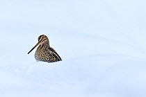 Common snipe (Gallinago gallinago) in snow, Wales, UK, March. 01392269 is a crop of this image.