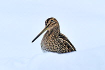 Common snipe (Gallinago gallinago) in snow, Wales, UK, March. Crop of 01392268. Did you know?  The tweeting noise made by a male snipe during its display flight is caused by the wind whistling through...