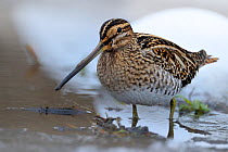 Common snipe (Gallinago gallinago) standing in shallow water in snow, Wales, UK, March