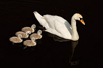 Mute Swan (Cygnus olor) with cygnets, Shapwick NNR, Avalon Marshes, Somerset Levels, UK, February