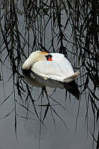 Mute Swan (Cygnus olor) resting, Shapwick NNR, Avalon Marshes, Somerset Levels, UK, February