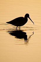 Black-tailed godwit (Limosa limosa) silhouetted at sunrise, with water dripping from its bill, Brownsea Island, Dorset, England, UK, February