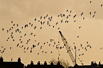 Flock of Avocets (Recurvirostra avosetta) in flight in front of houses and a crane, Brownsea Island, Dorset, England, UK, January