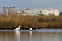 Two White spoonbills (Platalea leucorodia) feeding in Poole Harbour, with buildings in the background, Brownsea Island, Dorset, England, UK, December
