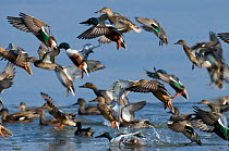 Mixed flock of Northern shovelers (Anas clypeata), Gadwalls (Anas strepera) and Common teal (Anas crecca) taking off from a small lagoon, Brownsea Island, Dorset, England, UK, February. Did you know?...