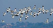 Flock of Avocets (Recurvirostra avosetta) in flight, Brownsea Island, Dorset, England, UK, February