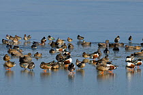 Mixed flock of Northern shovelers (Anas clypeata), Gadwalls (Anas strepera) and Common teal (Anas crecca) standing on a frozen lagoon, Brownsea Island, Dorset, England, UK, February