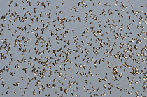 Flock of Dunlin (Calidris alpina) in flight, Brownsea Island, Dorset, England, UK, December