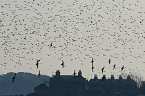 Flock of Dunlin (Calidris alpina) and gulls (Laridae) in flight, with houses in the background, Brownsea Island, Dorset, England, UK, February