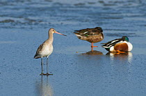 Black-tailed godwit (Limosa limosa) standing on ice with two Northern shovelers (Anas clypeata) resting in the background, Brownsea Island, Dorset, England, UK, February