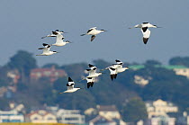 Flock of Avocets (Recurvirostra avosetta) in flight, with buildings in the background, Brownsea Island, Dorset, England, UK, February. Did you know? Avocets recolonised the UK during World War 2 when...