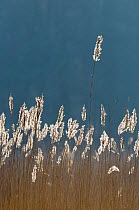 Tall grasses in marshland, backlit, Brownsea Island, Dorset, England, UK, February