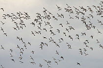 Mixed flock of Avocets (Recurvirostra avosetta) and Black-tailed godwits (Limosa lapponica) in flight, Brownsea Island, Dorset, England, UK, December