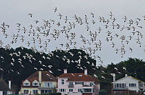 Mixed flock of Avocets (Recurvirostra avosetta) and Black-tailed godwits (Limosa lapponica) in flight with houses in the background, Brownsea Island, Dorset, England, UK, December