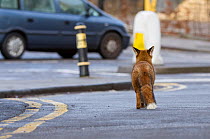 Young Red fox (Vulpes vulpes) walking down road amongst cars, Bristol, UK, January. Did you know? In some cities such as London there may be as many as 28 foxes per square mile!