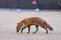 Young Red fox (Vulpes vulpes) sniffing, following a trail on pebble path, Bristol, UK, January