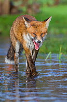 Young Red fox (Vulpes vulpes) walking over ice of frozen pond in garden, Bristol, UK, February