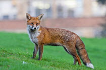 Young Red fox (Vulpes vulpes) in urban park, Bristol, UK, January