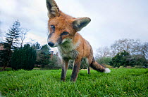 Young Red fox (Vulpes vulpes) investigating a remote controlled camera in urban park, Bristol, UK, February. Did you know?  Red foxes have distinctive body language, and inquisitive foxes will flick t...
