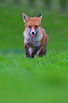Young Red fox (Vulpes vulpes) in urban park, running, Bristol, UK, January