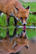Young Red fox (Vulpes vulpes) drinking from pond in garden, Bristol, UK, January