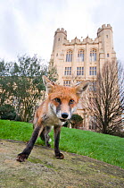 Young Red fox (Vulpes vulpes) in urban park, Bristol, UK, January