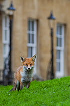 Young Red fox (Vulpes vulpes) in garden, Bristol, UK, January