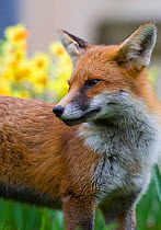 Young Red fox (Vulpes vulpes) amongst daffodils in garden, Bristol, UK, January