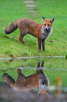 Young Red fox (Vulpes vulpes) approaching pond in garden, Bristol, UK, January