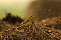 Yellow wagtail (Motacilla flava flavissima) adult male in spring plumage feeding on dung flies at farm midden heap, Hertfordshire, UK, April