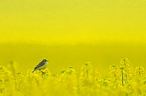 Yellow wagtail (Motacilla flava flavissima) adult female perched in oilseed rape crop (Brassica napus) on arable farm, Hertfordshire, UK, April. Did you know? Although wagtails are almost constantly w...