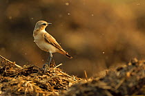 Northern wheatear (Oenanthe oenanthe) adult female feeding on dung flies at farm midden heap, Hertfordshire, UK, April