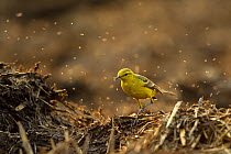 Yellow wagtail (Motacilla flava flavissima) adult male in spring plumage feeding on dung flies at farm midden heap, Hertfordshire, UK, April