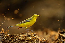 Yellow wagtail (Motacilla flava flavissima) adult male in spring plumage feeding on dung flies at farm midden heap, Hertfordshire, UK, April. Did you know? Yellow wagtails commonly used to nest in wat...