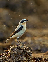 Northern wheatear (Oenanthe oenanthe) adult male in spring plumage feeding on dung flies at farm midden heap, Hertfordshire, UK, April