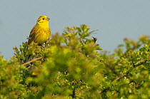Yellowhammer (Emberiza citrinella) male in spring plumage perched in hawthorn hedgerow, Norfolk, UK, April